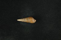 藏品(網蜷)的圖片